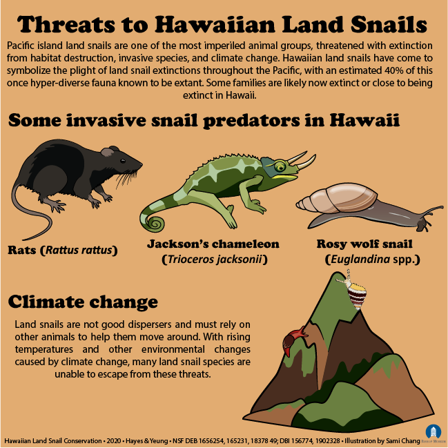 PacificSnail's tweet photo. We hope you enjoyed learning about our snails this week! Unfortunately they are severely threatened and most are hypothesized to be extinct. We are always looking for volunteers to take care of our snails or help database our collections. Contact us here if interested! https://t.co/IJJeeWctSD