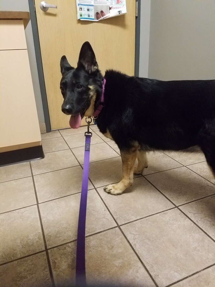 SakakiGSD's tweet photo. Any pup in SE Michigan wanna go for a pack walk or a video collab?
#dogs #gsd #packwalk #michigan #collab #spring https://t.co/ozYdAQNwYi