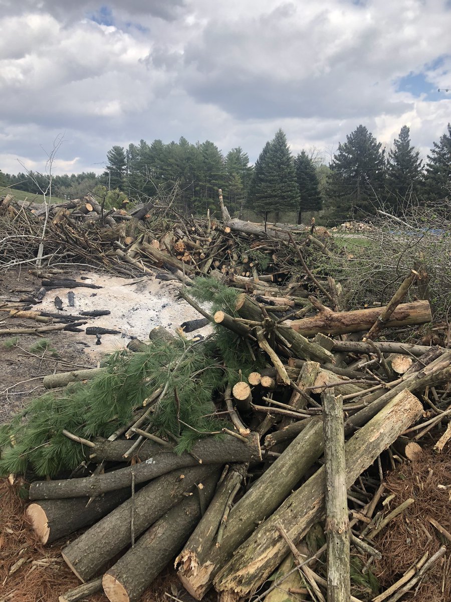 ryanarthur21's tweet image. A 3-day pile of trees removed from the course. Dead, dangerous or diseased trees have been the focus! #lockdownprojects @CobbleHillsGolf