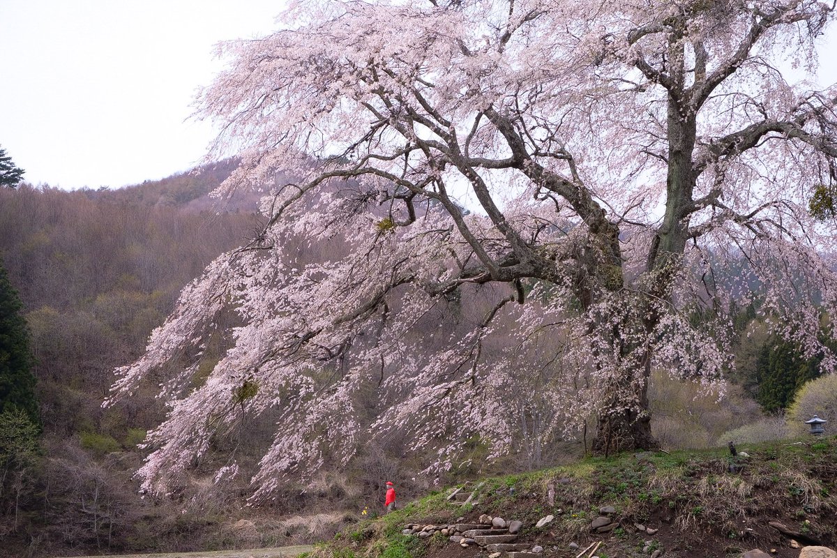 sara_role's tweet photo. 上発知の桜

#好きな人と繋がりたい
#写真撮ってる人と繋がりたい
#写真は心のシャッター
#total_nature_spain 
#best_moments_flora
#best_moments_nature 
#best_moments_landscape 
#japan_daytime_view 
#OLYMPUS
#さくら
#しだれ桜
#上発知のしだれ桜
#ぐんまフォト https://t.co/eaXSDjjxIS