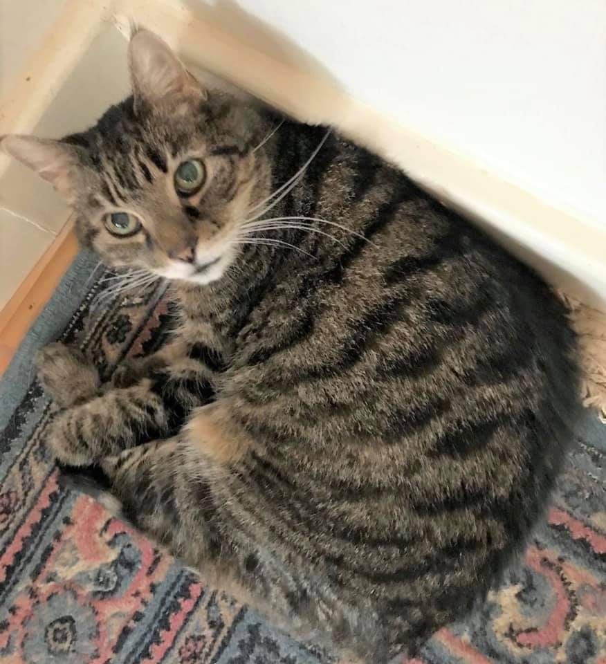 Male #tabby cat 'Archie' is #Missing from #NewsteadAbbey #Park #Nottingham #NG15 area. #Urgent #Alert Archie has recently been put on #medication for #hyperthyroidism and maybe confused, if sighted please call 07980-838-786. #lostcat 
m.facebook.com/groups/2259913…