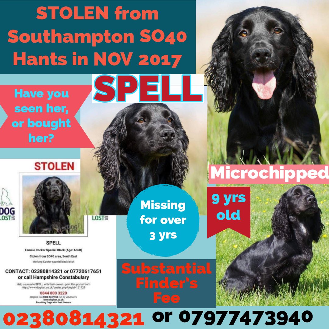 rosieDoc2's tweet photo. SPELL #Stolen back in November 2017 her mum said βnot a day goes by when I donβt think of SPELLβ it still hurts #SOUTHAMPTON #SO40
HAVE YOU SEEN SPELL?
HAVE YOU BOUGHT SPELL?
Black/small white bit on throat/chest
https://t.co/nJQcP7ZcoV
https://t.co/34AGELTZyr https://t.co/brkOUKVEFB