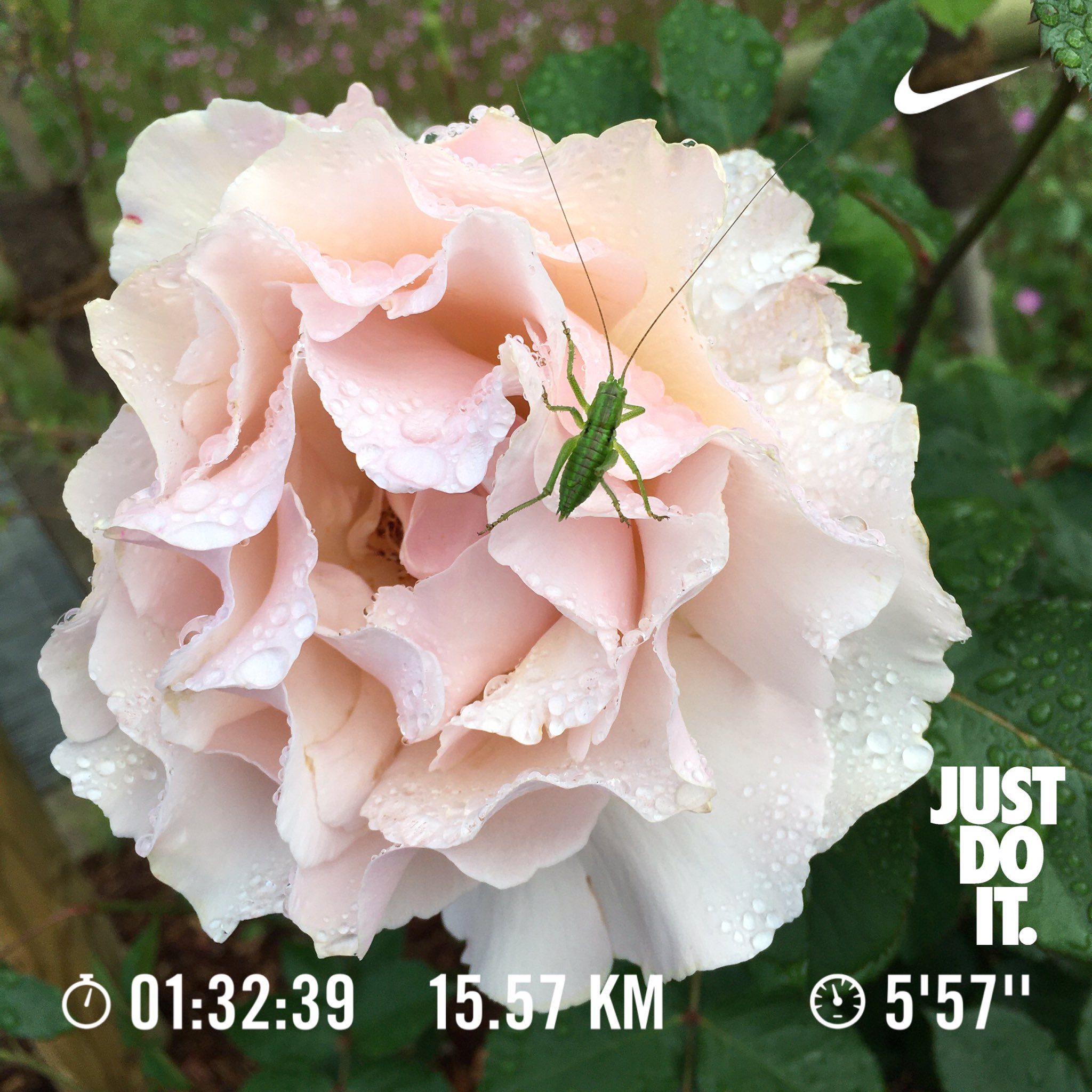 創走漕まこと Have A Nice Day Amp Nice Running Today S 15 6km May S 119 9km Today S Tamacity Tokyo Nrc Justdoit Run 朝ラン ランニング Runner パペルブルク 御殿峠 尾根緑道 カタツムリ 雨あがり