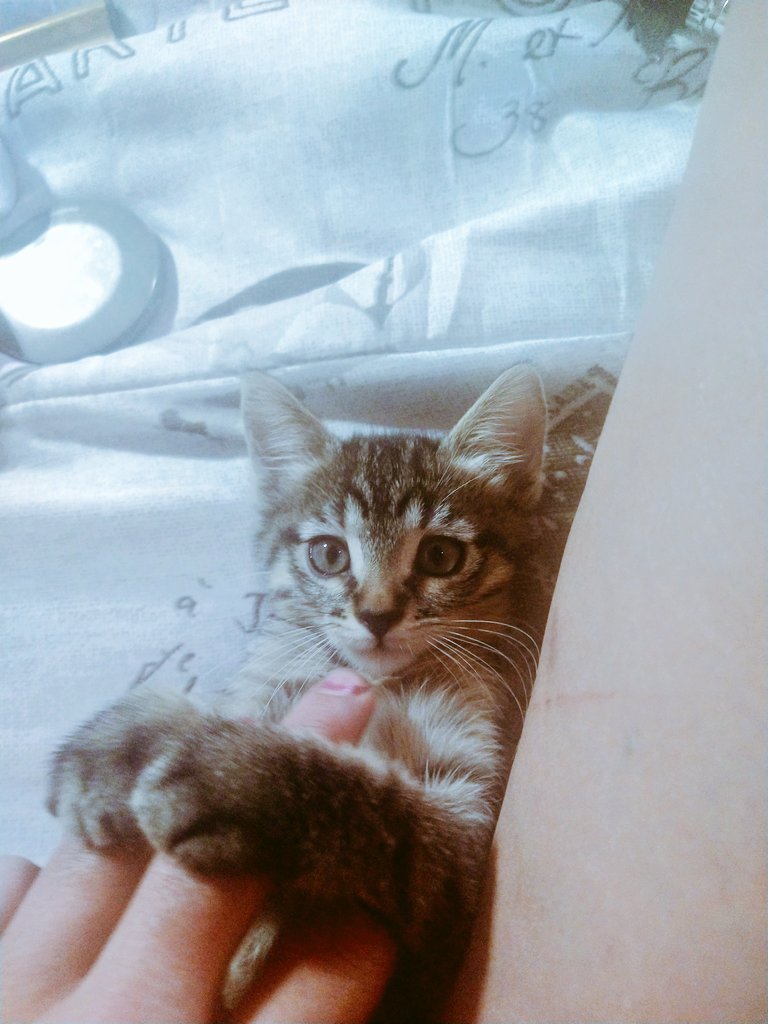 QueenGreen420's tweet photo. Shes the #princessBella. A little #squeeker shes my best friend. #kittenlove #CatsOfTwitter #beauty #bellathekitten https://t.co/qHQaJg9YEt