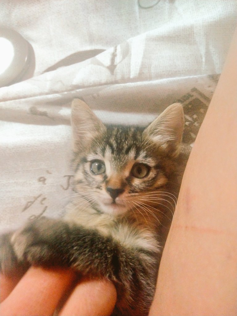 QueenGreen420's tweet photo. Shes the #princessBella. A little #squeeker shes my best friend. #kittenlove #CatsOfTwitter #beauty #bellathekitten https://t.co/qHQaJg9YEt