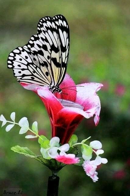 rhme27's tweet image. Menos de 5k seguidores
Retwittea y suelta tu nombre de usuario rápidamente.Todos te seguiremos