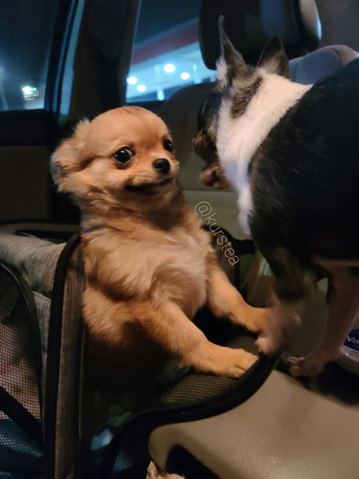 This has been my call background for the longest time.. I just can't get over how absolutely hilarious<a href="/tag/selfie"class="tags"><span>#selfie</span></a><a href="/tag/chihuahua"class="tags"><span>#chihuahua</span></a>