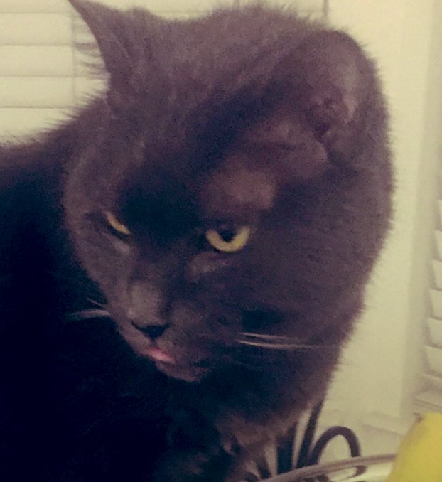 waltonwords's tweet photo. Spoken at least 6 times a day in our house: “When did you last feed her??” 😬🐈 #CatsOfTwitter #cats #meow #HungryCats #CatParents #conversation #everyday #TGIF #NyxTheCat https://t.co/TjKdugV7m0