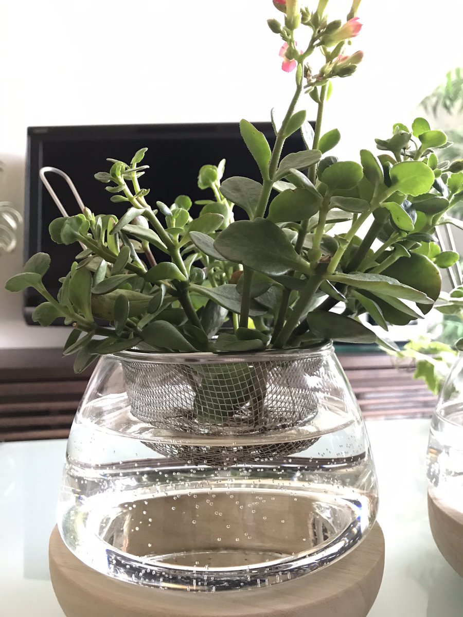 ハイドロカルチャー Twitter Search