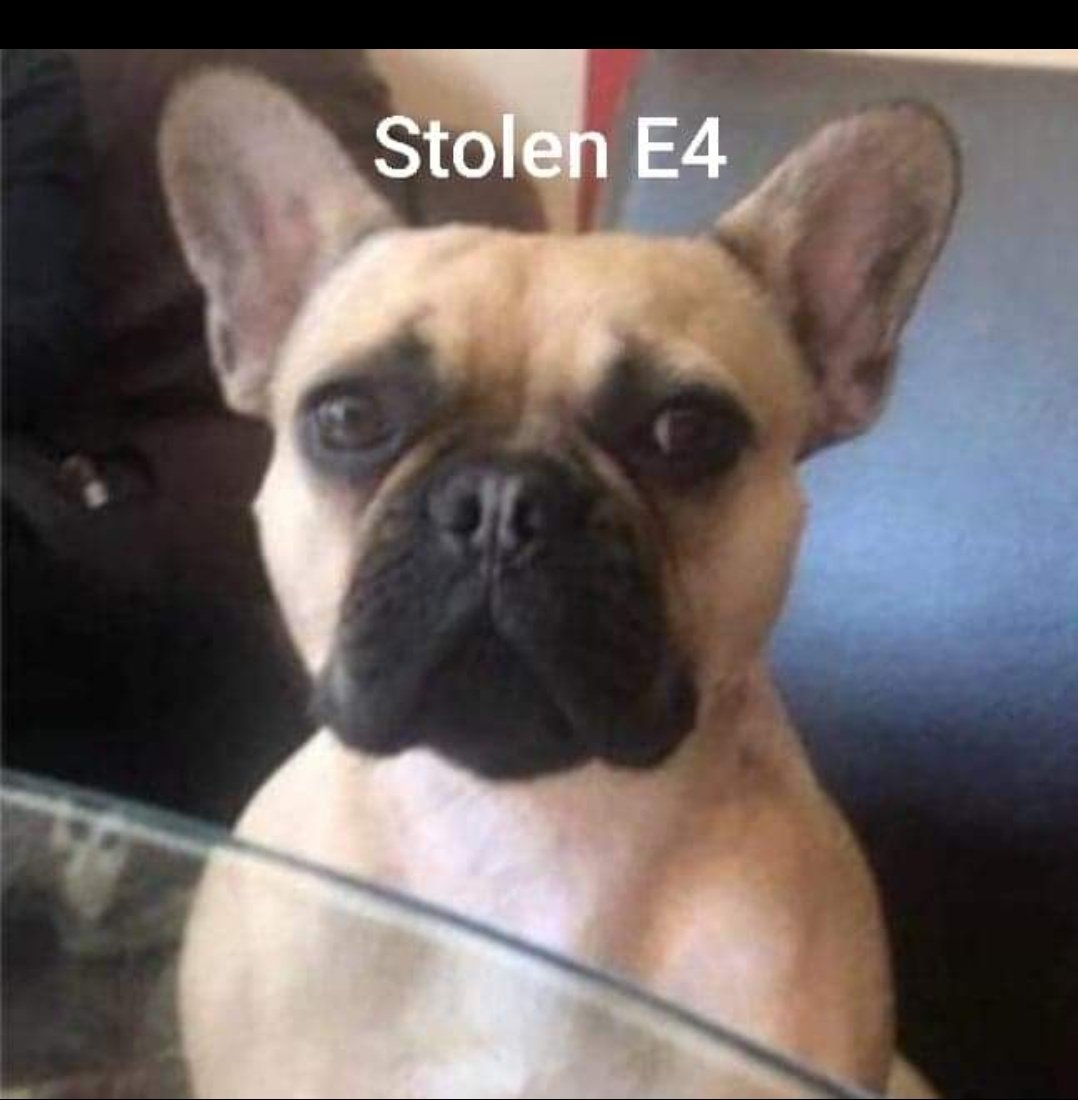 MissingPetsGB's tweet photo. PLEASE PLEASE SHARE THE HECK OUT OF THIS
Baby TINA was #stolen today 7/5 at approx 3-3.30pm outside @Morrisons from a vehicle #E4
CHIPPED AND SPAYED - A FAMILY DOG, THAT NEEDS TO GO HOME 
WE NEED THIS GIRL HOME
REWARD FOR SAFE RETURN 
📞 07792420309
or 101
https://t.co/OgNGUUyhzA https://t.co/NLAI399GCi