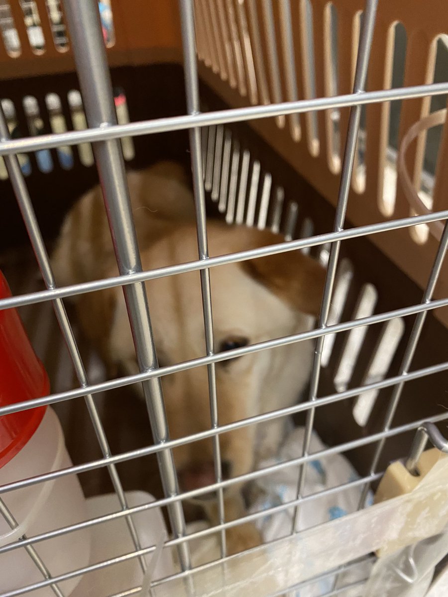 Picking up 10 golden retriever mix puppies at LAX. Just arrived from Korea where they have escaped the meat trade. Foster families waiting for us back in Las Vegas. Welcome to the USA gang!