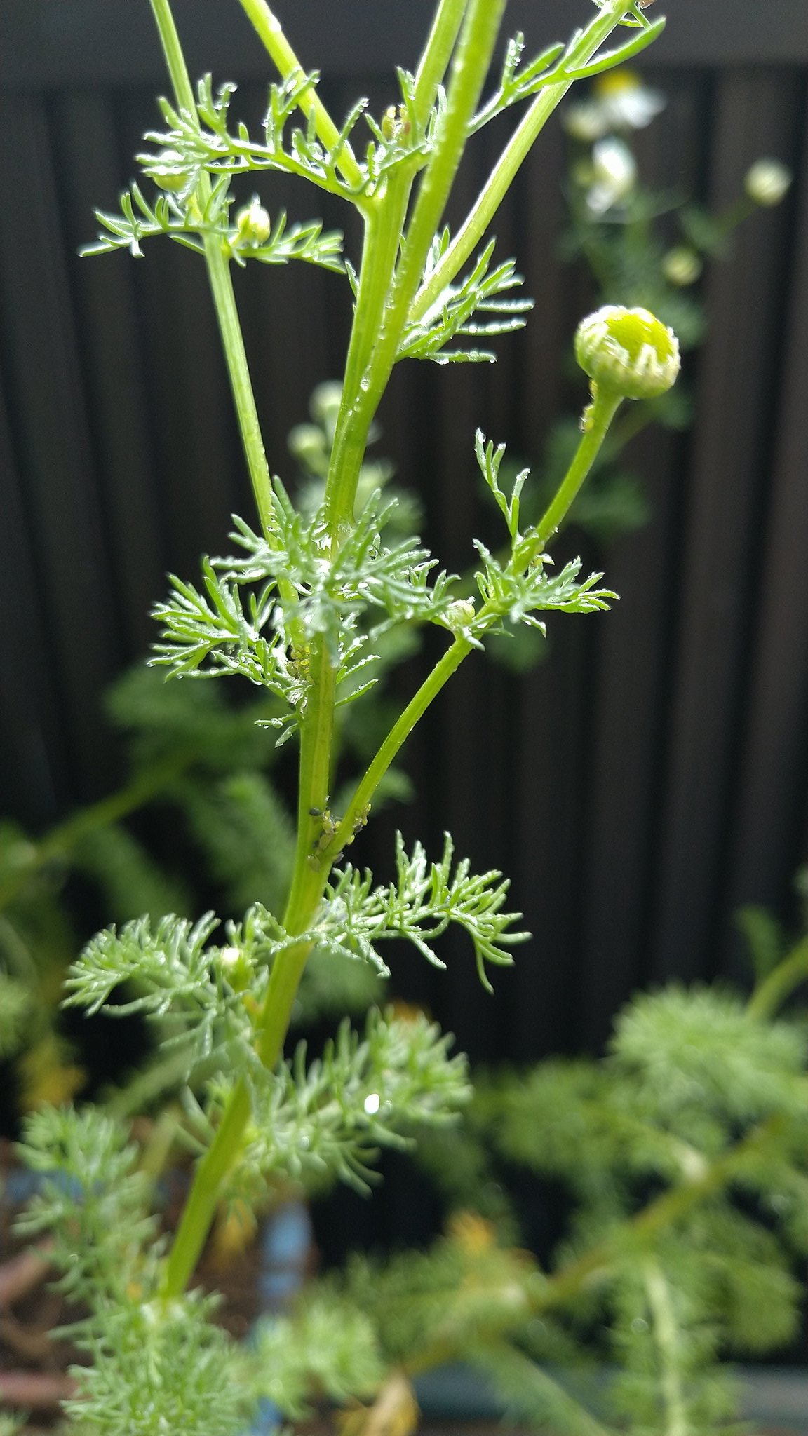 こんどうファーム 自宅のカモミールにアブラムシを発見 前に作った虫除けスプレー 精油なし を散布 様子を見ようと思います いなくなるかな ハーブ 虫除け T Co Kadq7afkiq Twitter