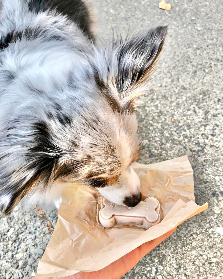 Doggy bag these and take em home! Our dog treats are made of peanut butter, yogurt and banana. We’re open till 9pm tonight if you’re looking for a Friyay treat. Stay tuned for an update, we’ll be modifying store operations next week! 📸: miaminiaussie (IG) #FridayFeeling