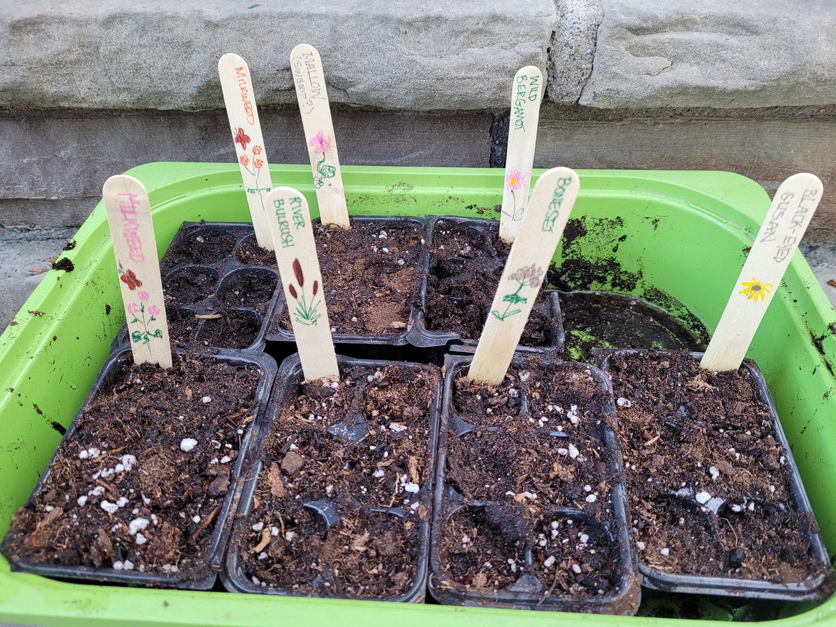 Ms Everett tweet media