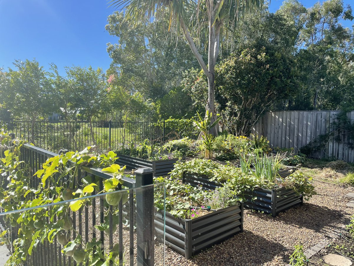 alexinperegian's tweet photo. My happy place #mentalhealthday #veggiegarden #naturedeficit #foodmiles #organicfood #resilience #mindfulness #immunebooster https://t.co/3QqwXHe83e