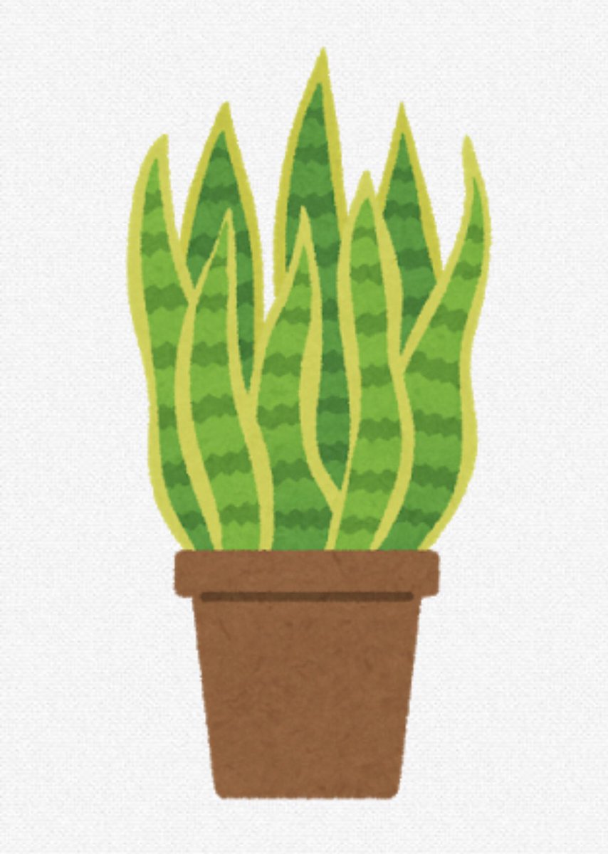 サンスベリア Twitter Search