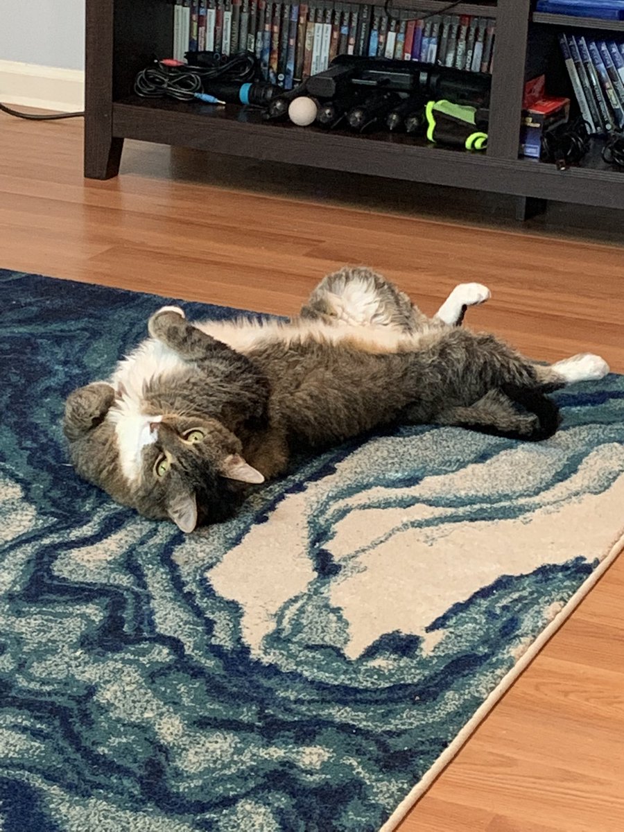 Give love to your fur babies whenever you can. I had to say goodbye to one of mine tonight. I love you, Luna. You were the best cat, and I will miss you.