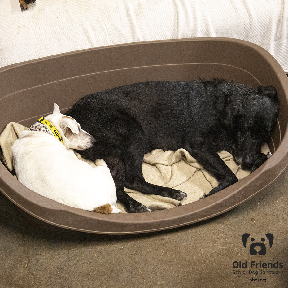 oldfriendssds's tweet photo. Soupy and Dwight are a very unlikely pair but they have found each other to be very relaxing! They noticed how popular the Poodle Puddle has become and they want to make a name for themselves;).💗💗
#ofsds #ofsdsdwight #ofsdssoupy #seniordogs #ofsdsgoodnight https://t.co/8jl0AfOVpa