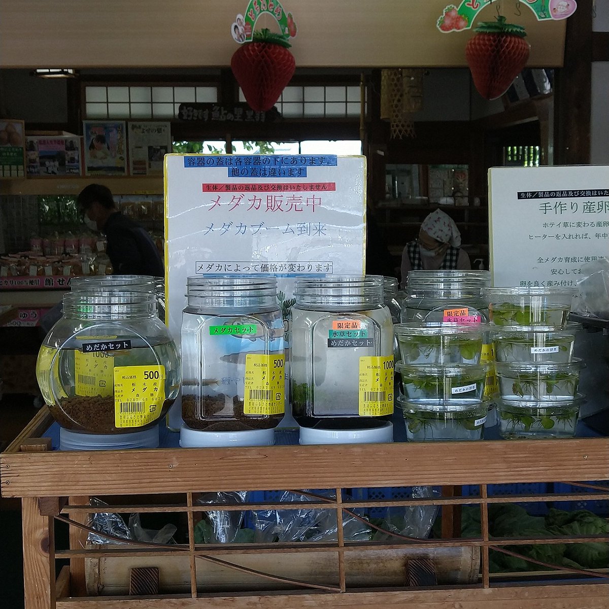 水草メダカセット 水草メダカセット