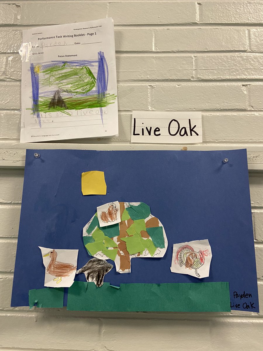 cmr41193's tweet photo. So proud of the the research that took place from my students on module 3! Their collages and books are awesome! I can’t wait to finish the video! @ELeducation @hamcoschools #Kindergarten #hcsliteracy https://t.co/m8K6rRYSzj