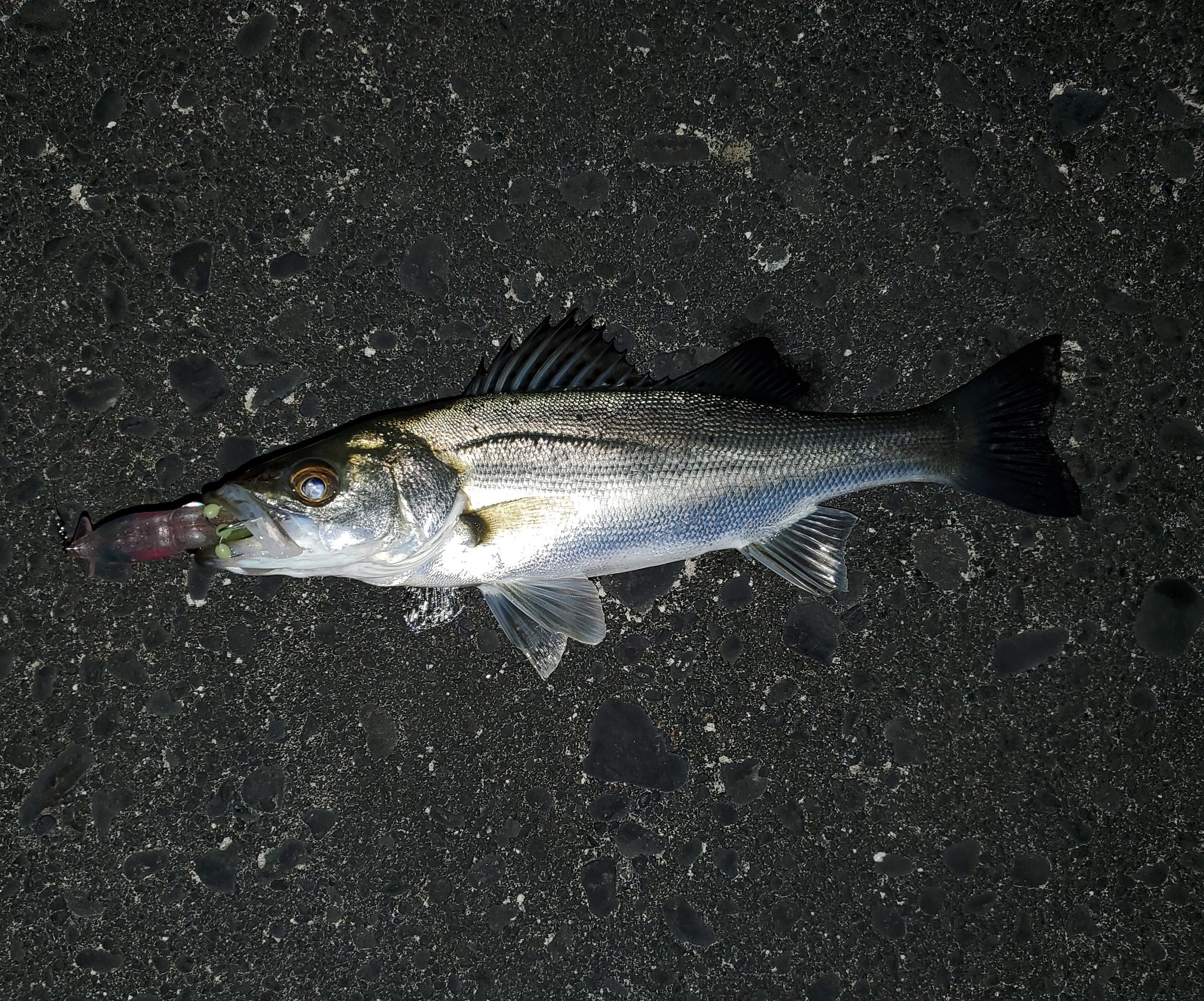 しま 富山湾 ホタルイカパターン 鱸 シーバス セイゴ フッコ 久しぶりの魚 小さいけど 釣れて良かった T Co Ag2tls2nsk Twitter