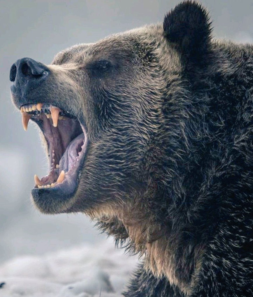 Competitive scrimmage this afternoon in the Den! Guys getting after it on both sides of the ball. Touchdowns by Candelario, Stevens, Dirrim, Agymang, and Schubert. Take always by Dirrim, Brock (x2), and Sackman. Multiple big plays from both sides. #PutTheBallDown