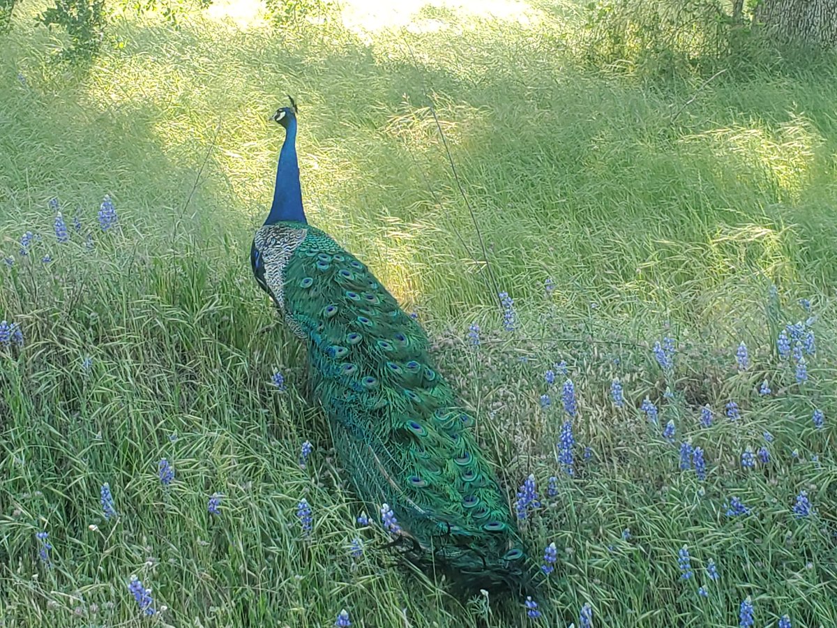 I haven't posted in a long while so, here's a wild pretty peacock. https://t.co/t50BSIsTpt