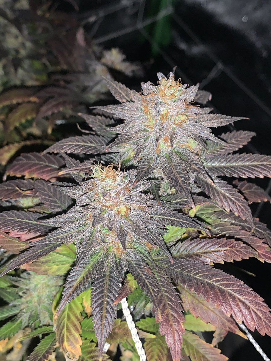 UchibaF's tweet photo. Day 66 flower 10th planet bred by @EthosGenetics grown by me. #uchibafarms #sharingansage #biguchiba #growyourown #homegrown #ethos #diy #Frost #ilmmj https://t.co/aQqzIVeqHE