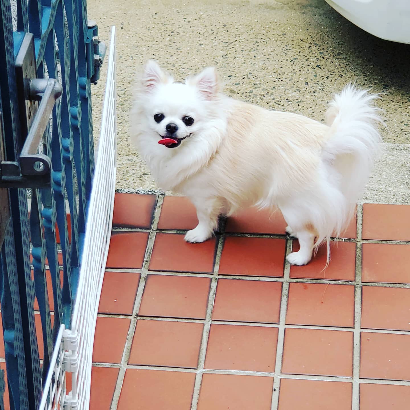 チワワそら Chiwawasora Twitter