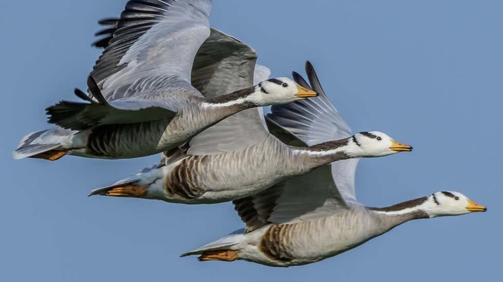   #WorldMigratoryBirdsDay: Here’s How Birds Use Earth’s Magnetic Field to Navigate Long Distances  https://weather.com/en-IN/ind... class=