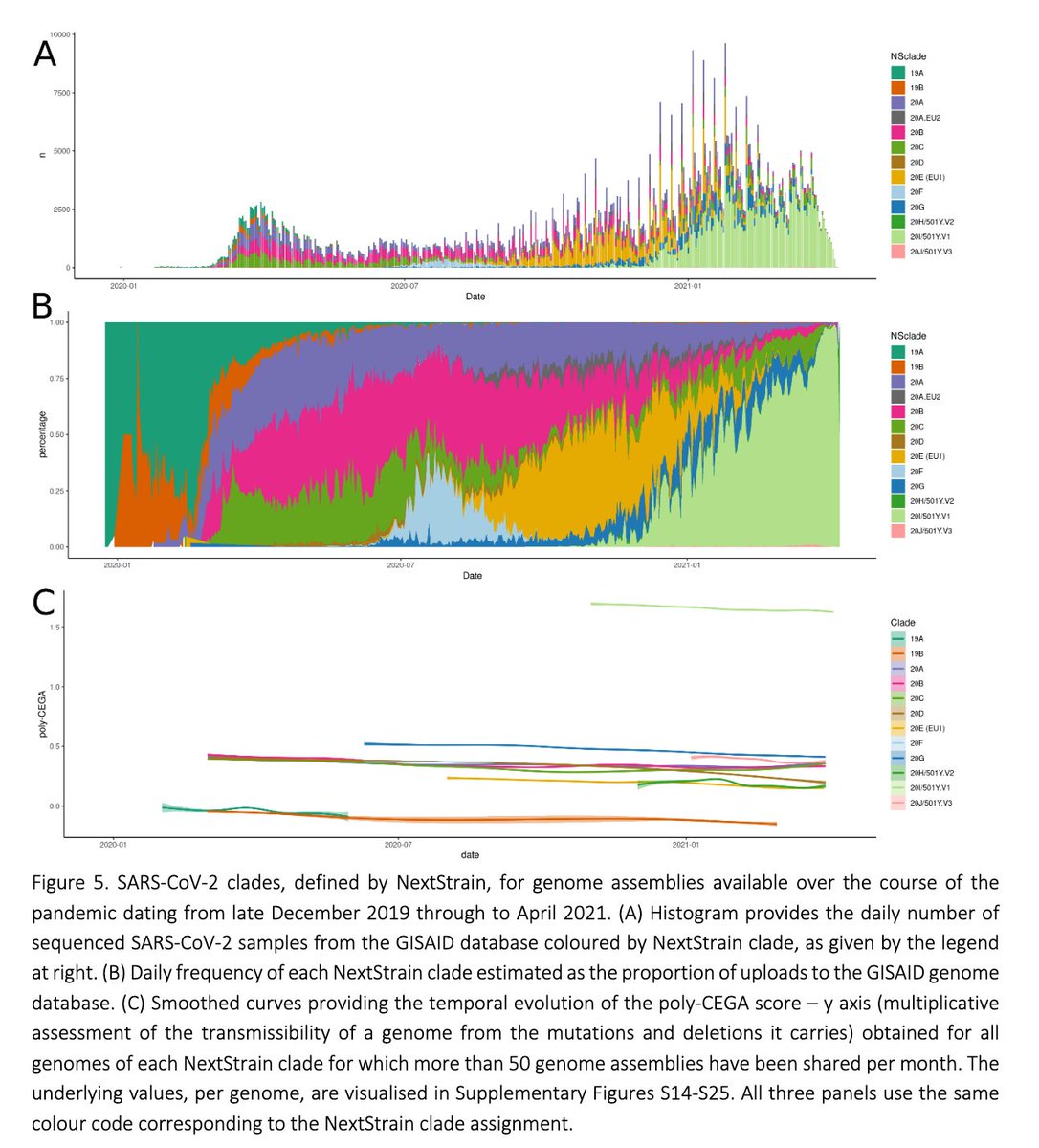 Among all major  #SARSCoV2 clades, we estimate B.1.1.7 to be most transmissible. We observe a subtle, but highly consistent trend for transmissibility of  #SARSCoV2 lineages to decay over time, likely due to the accumulation of deleterious mutations.8/ https://www.biorxiv.org/content/10.1101/2021.05.06.442903v1