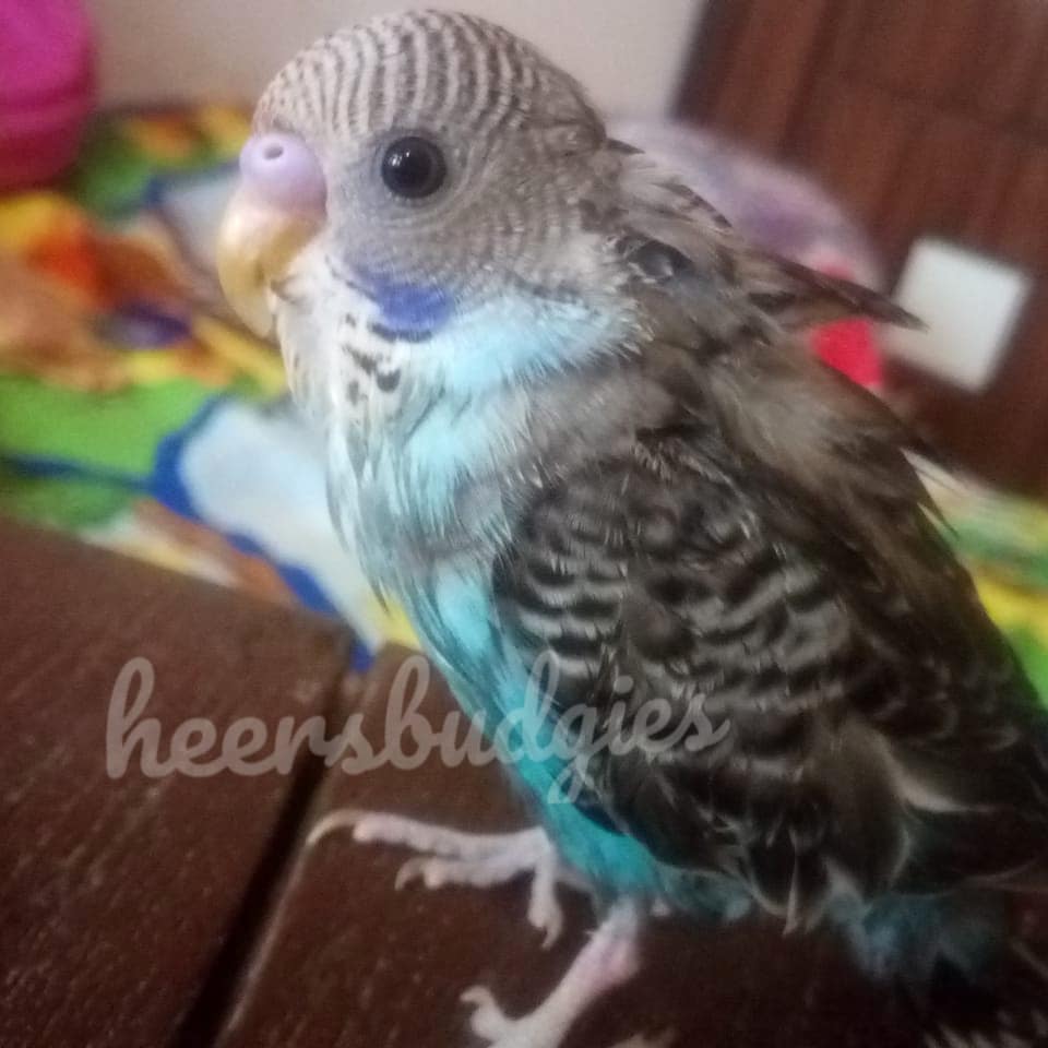 #blue #heersbudgies