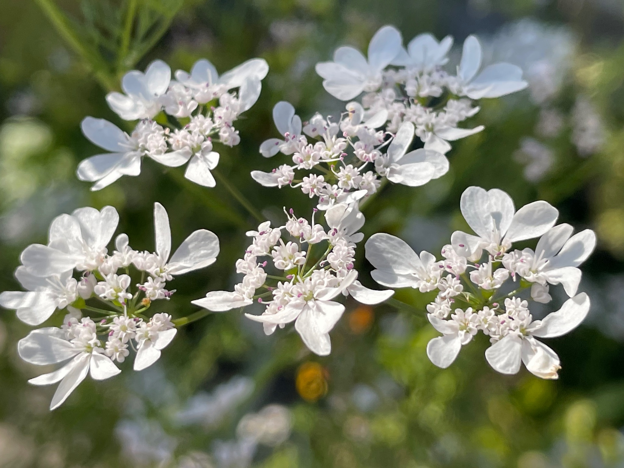 Iso Piyoko パクチー の花は オルレア を小さくした感じ ピンクベージュの蕾が開花すると白っぽく変化 オルレア と違って雄蕊の葯が薄紫色 背丈100cm越え 花は広がるけど伸びた枝を切れば調整が効きます コリアンダー シラントロ ハーブ はな