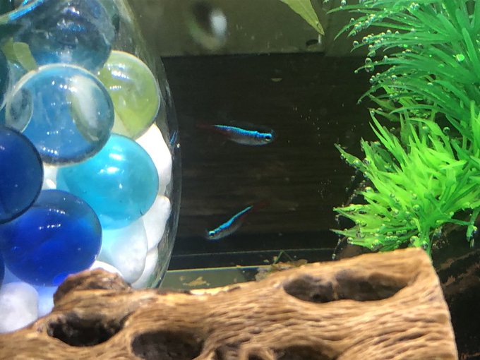 ゆめざね S Recent Tweets 7 تحليلات تويتر الرسومية الخاصة بهوتويت Whotwi