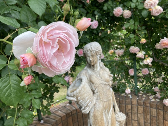 バラ園のtwitterイラスト検索結果 古い順 バラ園のtwitterイラスト検索結果 古い順