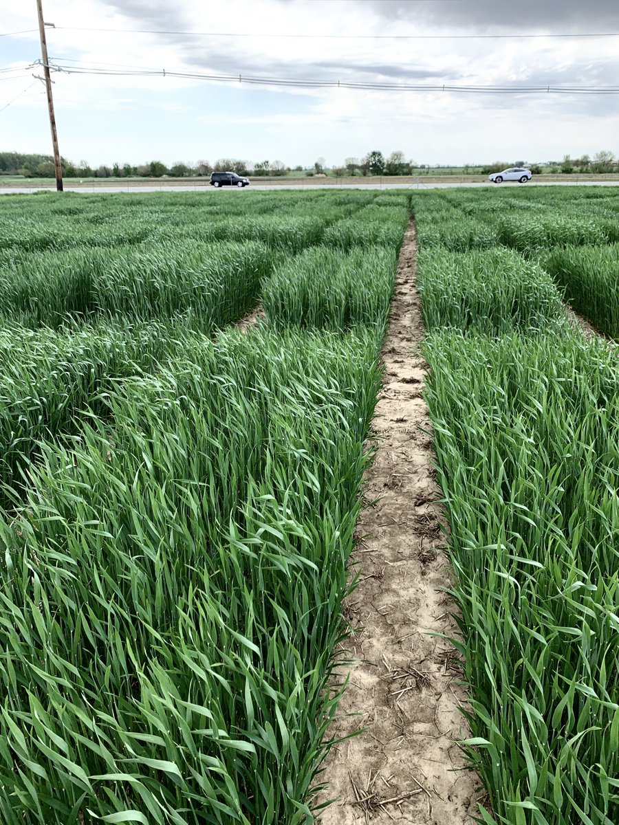 JRutkoski's tweet photo. ⁦@rupeshgaire⁩ Not bad for our second time operating the tractor and planter! Practice make progress. #plantbreeding https://t.co/91JtGBnLf5