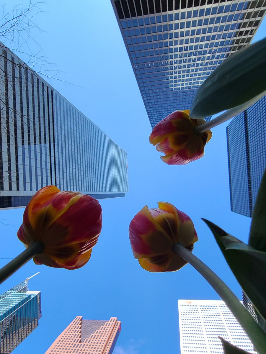 C4core's tweet photo. Always looking up 🥰
#fridayvibes
.
#imagesoftoronto #lovettoronto #torontotravels #hypetoronto #citylife #tulips #TorontoLife #Downtown #sunny #sky #cityscape #picoftheday #Toronto #the6ix #Canada #cityphotography @MyTOFD @blogTO @weathernetwork @weatherchannel #friday https://t.co/q1Ng3D1ak3
