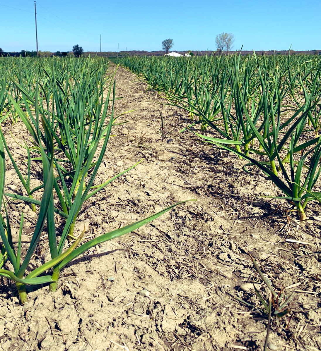 May 7 2021- Duganski (right) is slow to start but makes it up later and matures about 2 weeks after Music (left) helps us keep ahead of the work. #ONGarlic #garlic #lambton #ontag