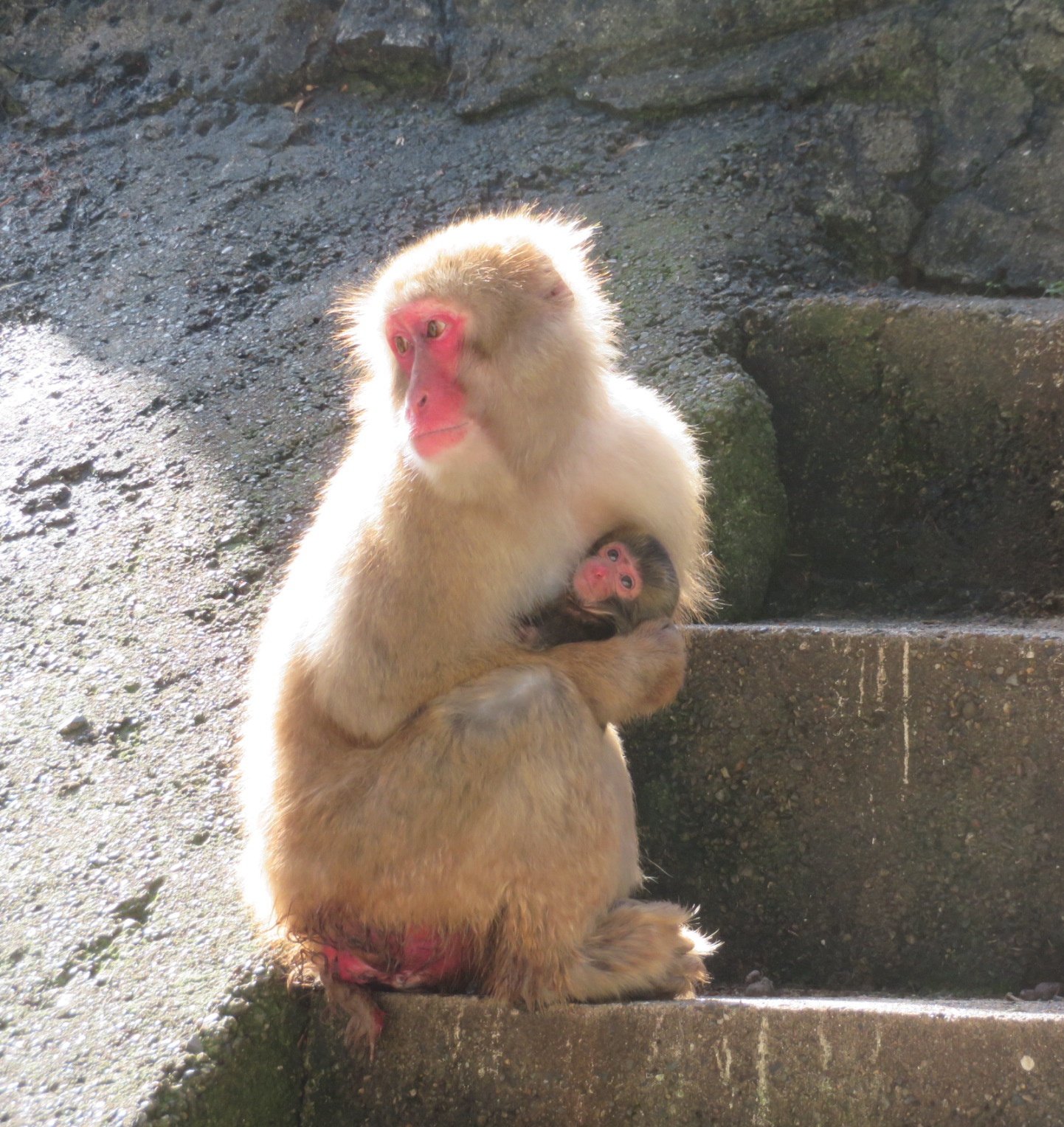 千葉市動物公園 公式 昨日出産のニラ母さん 今日は赤ちゃんをしっかりと抱いています 落ち着いたかな 飼1 千葉市動物公園 ホンドザル T Co Pwz3nigdtv Twitter