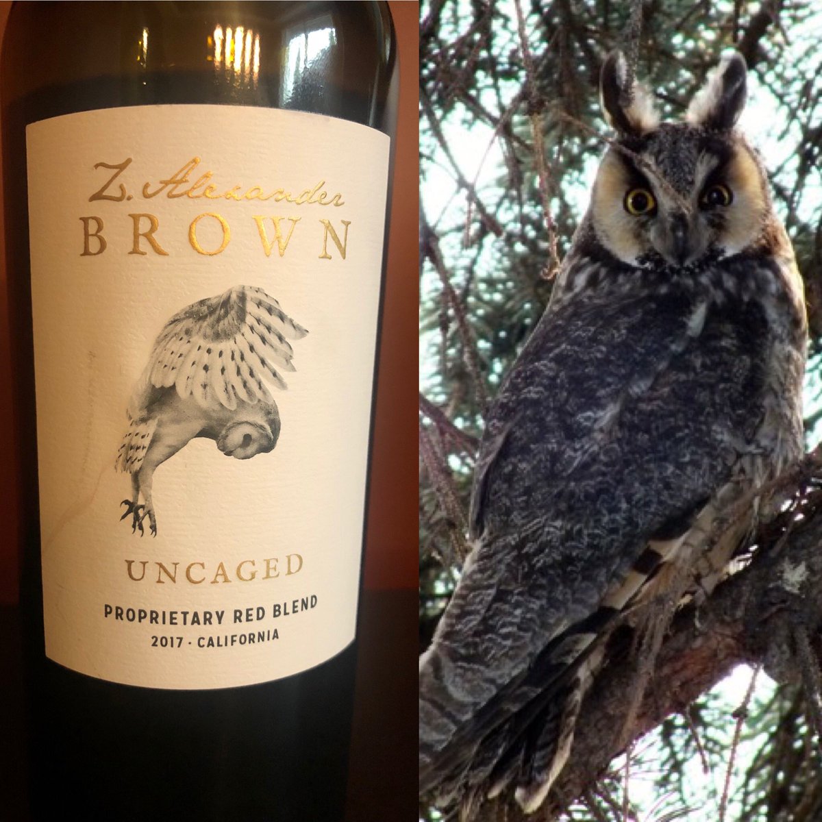 mywineplaylist's tweet photo. “Gonna drift to the great wide open” are the song lyrics of “Uncaged” @zacbrownband AND is printed on the cork of this @zalexanderbrown UNCAGED Proprietary Red Blend 2017 featuring the owl as the guardian of the vine. This Owl was photographed by my friend @waynenoga this week! https://t.co/QjSDQ4p8aw