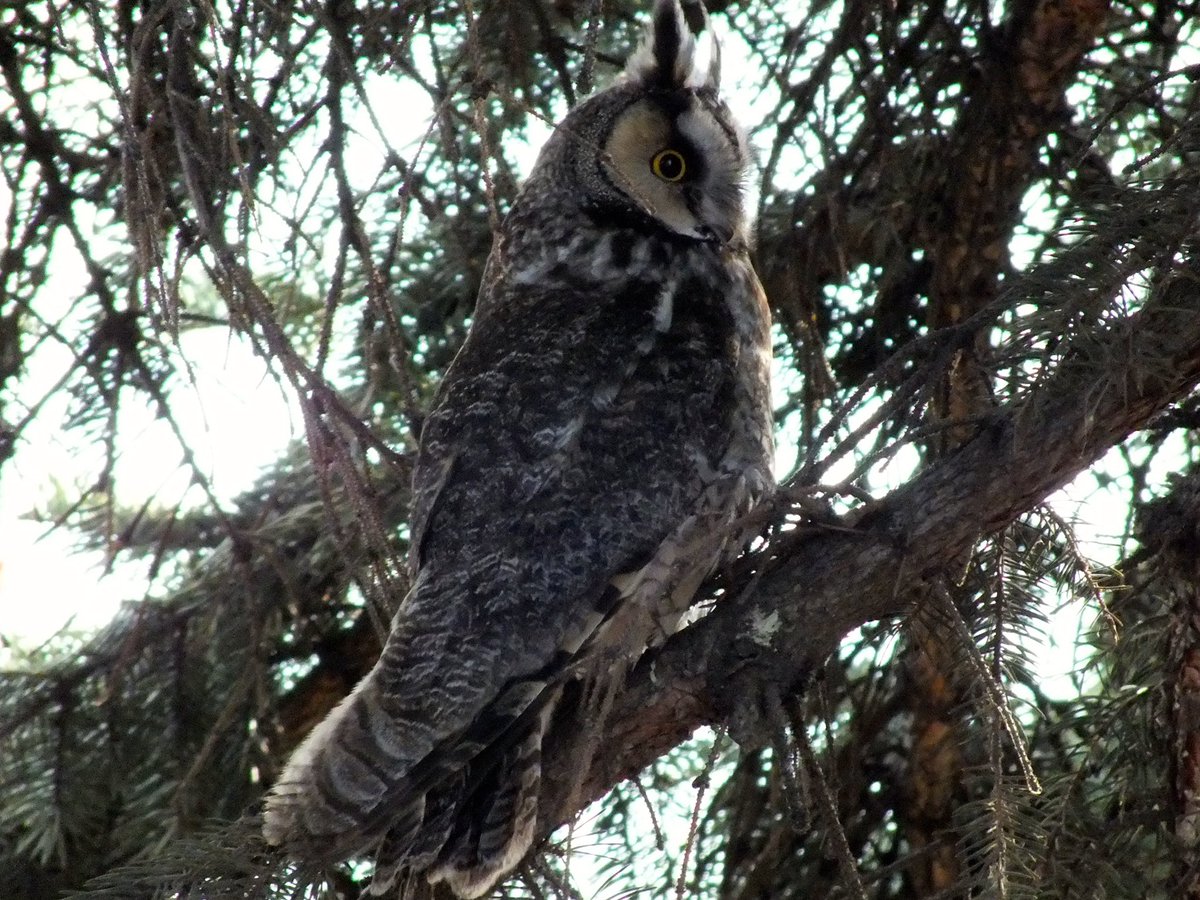 mywineplaylist's tweet photo. “Gonna drift to the great wide open” are the song lyrics of “Uncaged” @zacbrownband AND is printed on the cork of this @zalexanderbrown UNCAGED Proprietary Red Blend 2017 featuring the owl as the guardian of the vine. This Owl was photographed by my friend @waynenoga this week! https://t.co/QjSDQ4p8aw