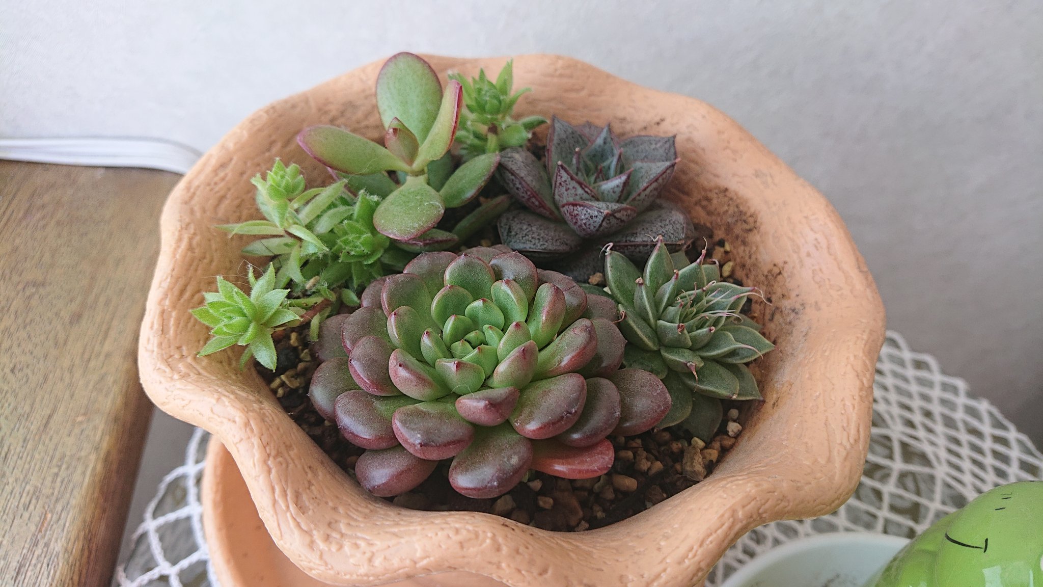 さおやん 去年ハオルチアを初めて購入して あまり上手く育てられず徒長させてしまった W 花は咲い たり子株吹いたりしてるけど 懲りずに100均とホムセンで多肉植物 5購入して寄せ植えっぽくしてみた T Co Znajx10wcx Twitter