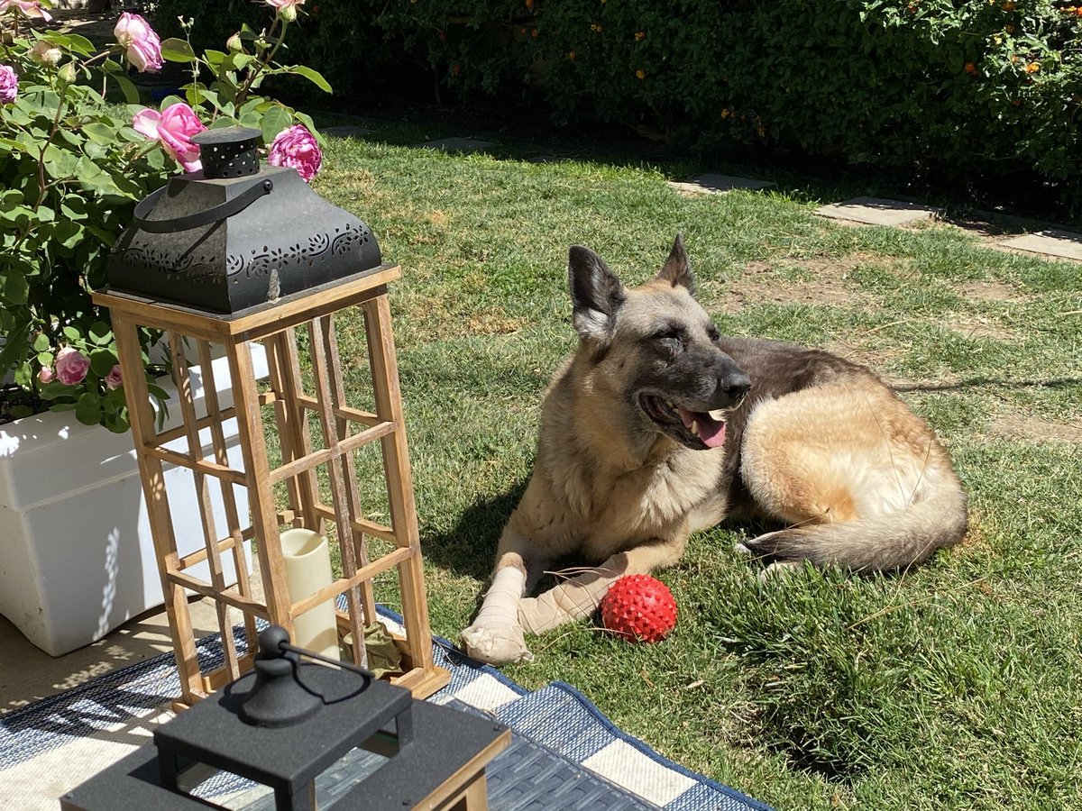 _tvgirl2's tweet photo. Our sweet girl is having some health problems, but she’s still chasing balls, and letting her younger brother know who’s in charge. #GSLove https://t.co/gFozzD6tUU