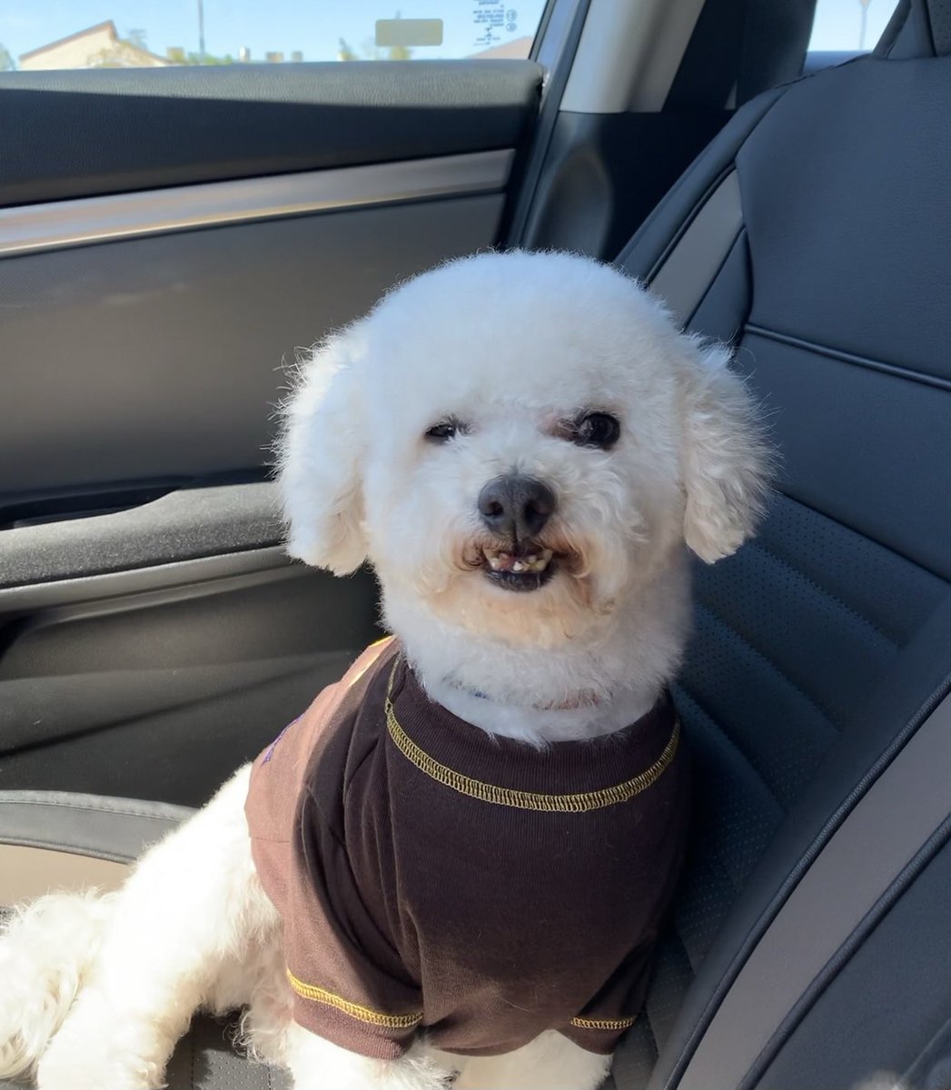 Taquito practicing his smile to be the new face of <a href="/budweiserusa/">Budweiser</a> <a href="/Budweiser/">Budweiser</a> #PupweiserContest #Pupweiser