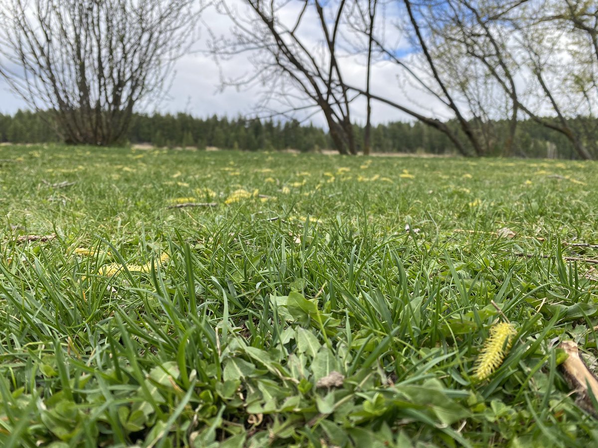 RudSidney's tweet photo. Getting outside at the Lheidli T’enneh Memorial Park for my #walkingcurriculum with some friends. I just love the colours of spring. #unbced #colorwalk #educ490 https://t.co/NgBLh24DOC