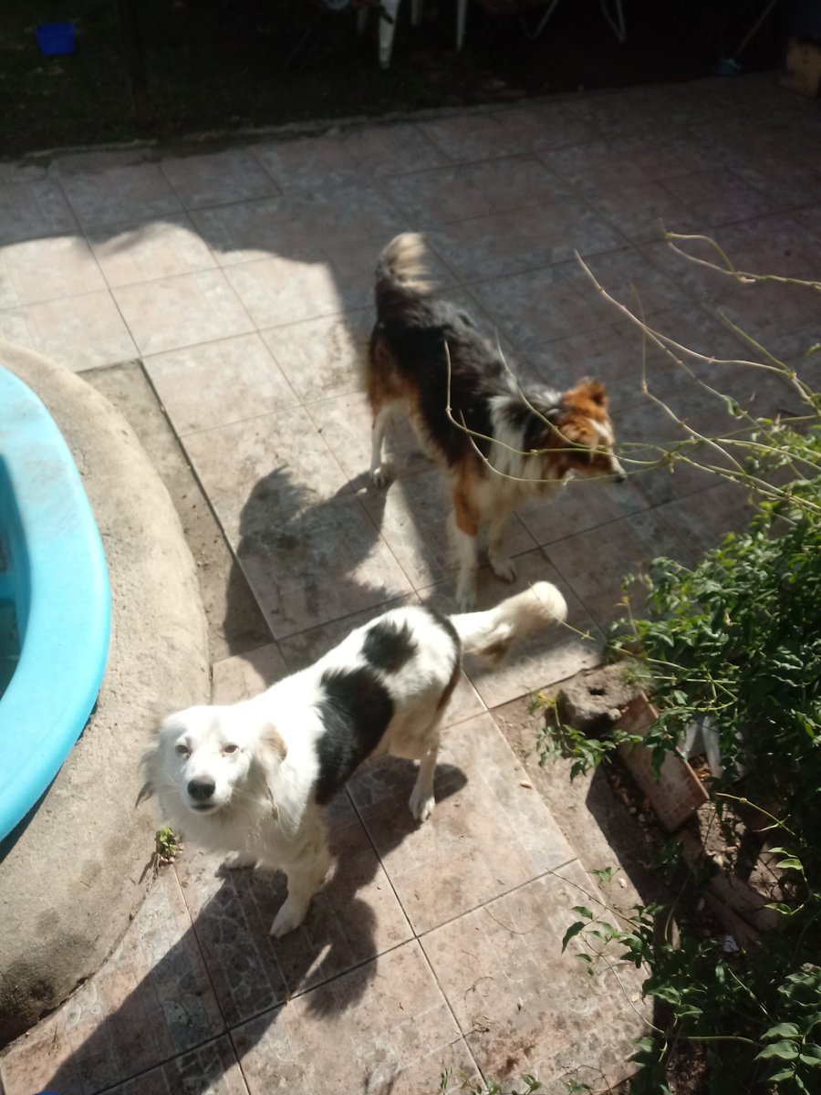 alina_lop09's tweet photo. Hola gente, necesito ayuda! Mi vecina hace poco falleció, tenía dos perros, ambos adultos y machos. Mi familia y yo nos estamos haciendo cargo de ellos, podemos alimentarlos desde el tapial, pero necesitan un nuevo hogar, quedaron solos en la casa.Rt para que encuentren hogar🙏😢 https://t.co/hTxbhxMOT1