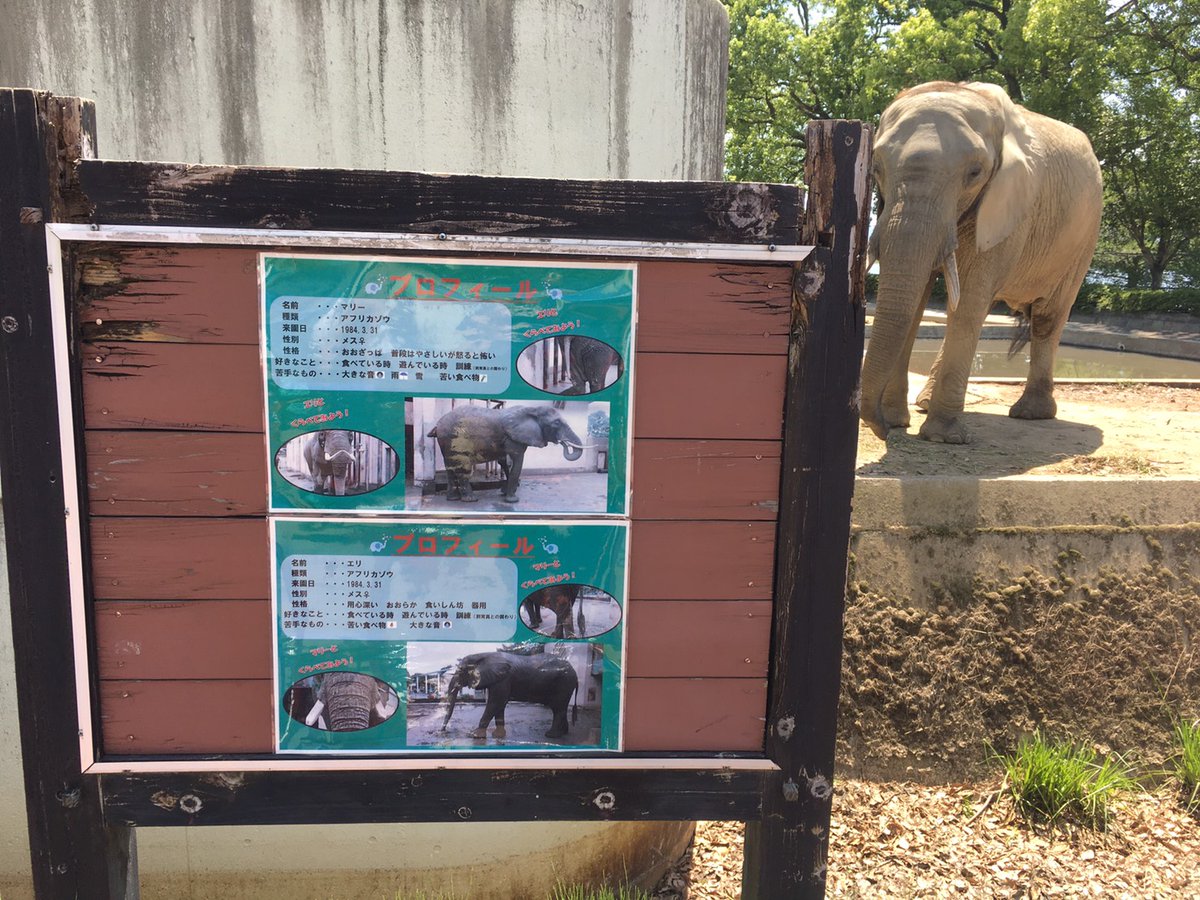 Elephant Channel ぞうさんチャンネル Channelelephant Twitter Elephant Channel ぞうさんチャンネル Channelelephant Twitter