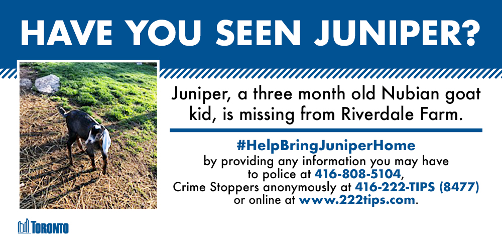 michellemackey's tweet image. BRING BACK THE GOAT. Let Juniper live her best life at home with her family. #HelpBringJuniperHome