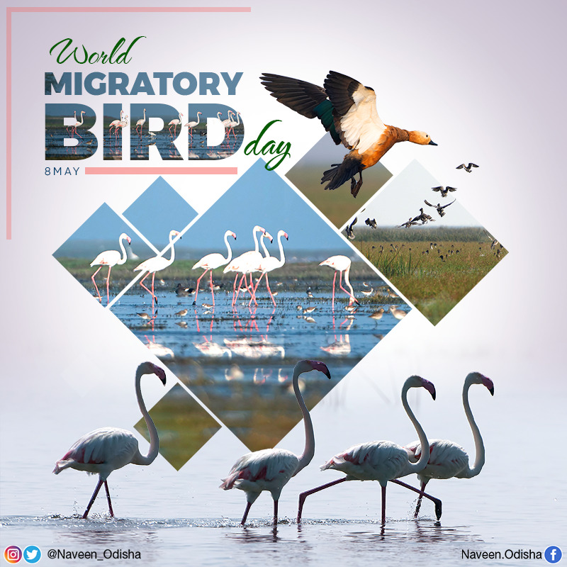 Naveen_Odisha's tweet photo. Billions of migratory birds fly to distance lands every year to breed and feed, who are ambassadors of our interconnected world. On #WorldMigratoryBirdDay, reaffirm our commitment to protect #Odisha’s unique coastal wetlands and wintering grounds to welcome these winged guests. https://t.co/NUbLveUWAX
