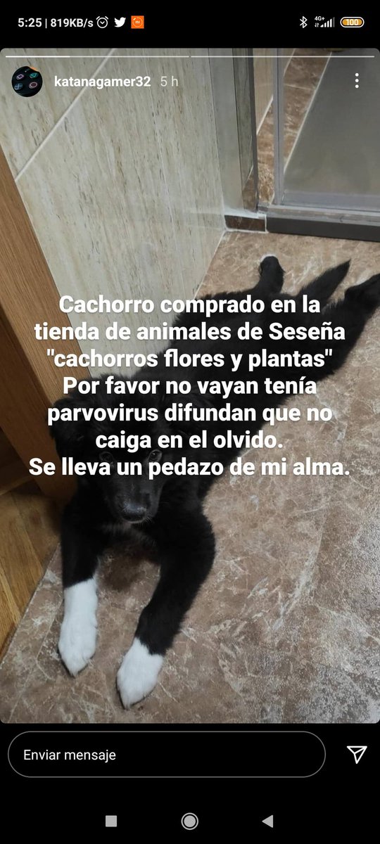 Leena745's tweet photo. Por favor ruego máxima difusión, a ver si esos hijos de p*** no juegan más con la vida de estos pobres inocentes. 
Mi cachorrilla no tenía ni 3 días conmigo . Murió de parvovirus. 
Acabemos con esta tienda de Seseña
CACHORROS FLORES Y PLANTAS.
No se puede jugar así con ellos😭😭 https://t.co/D8BkVGO2xR